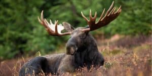 The majestic moose: Norway's beloved national animal - Planet Norway